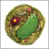 0813-Botany-100x100.jpg