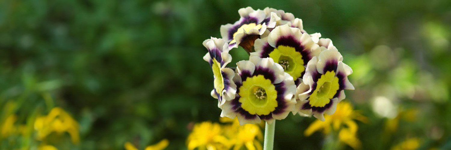 Close-up picture of white, purple and yellow flower