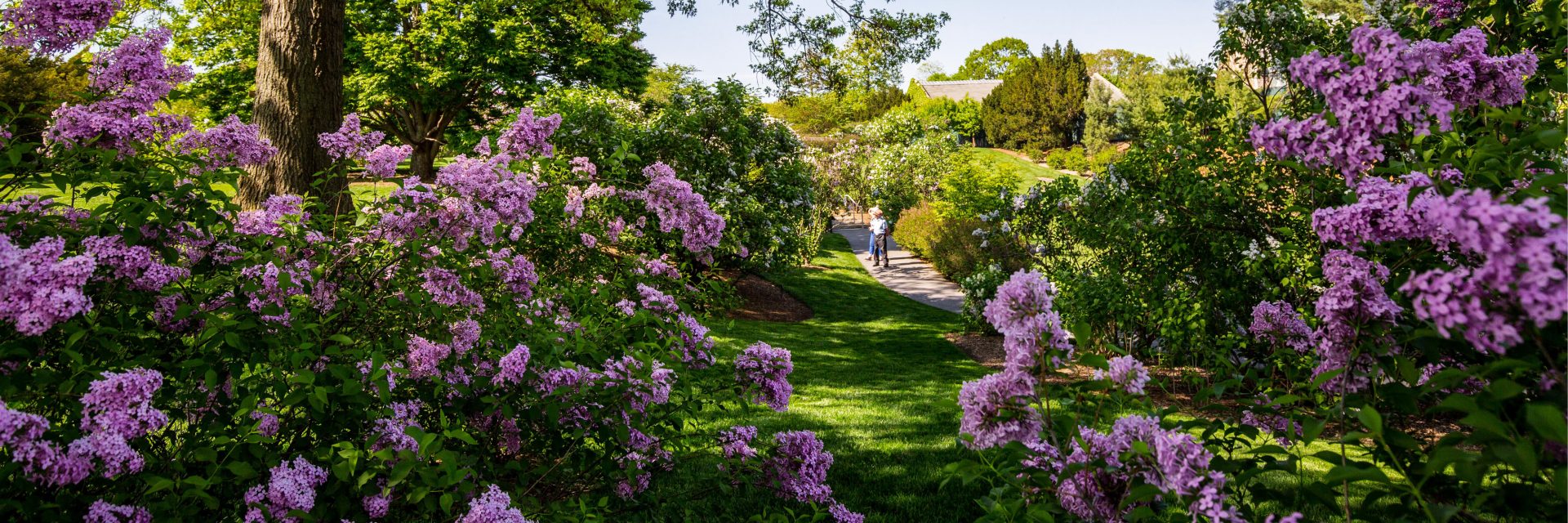 Visitors walking near bushes of purple lilacs
