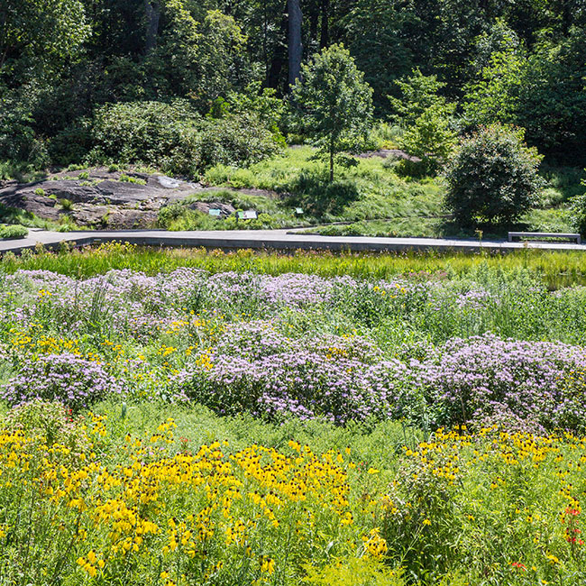 native plant meadow