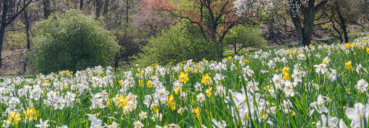 White and yellow daffodils amongst green grass