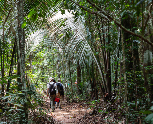 Scientists walking through an Amazonian rain forest