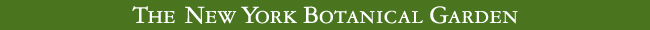 NYBG-line-header-650x30_REV_2.jpg