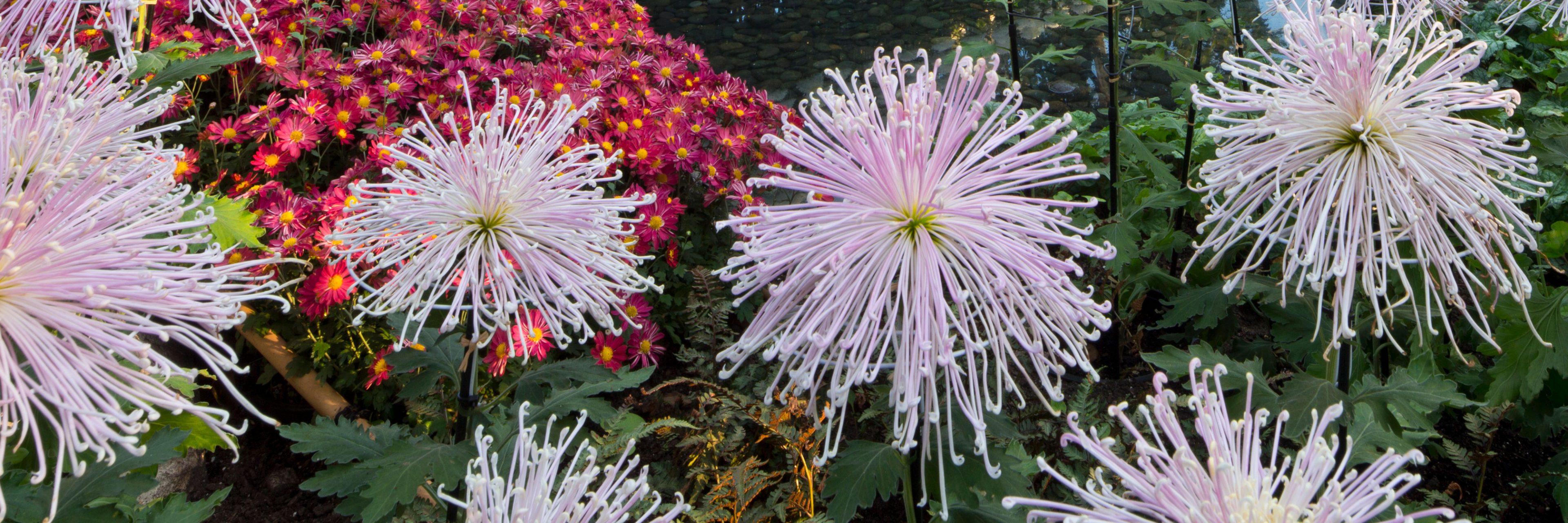 Two pink spider chrysanthemums with long, thin petals